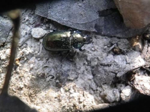 Platycerus sp.